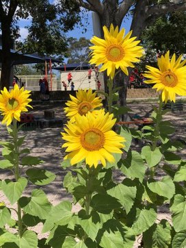 Sunflowers.jpeg